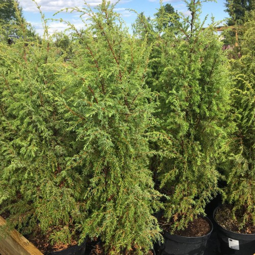Juniperus communis 'Cracovica' - Harilik kadakas 'Cracovica'